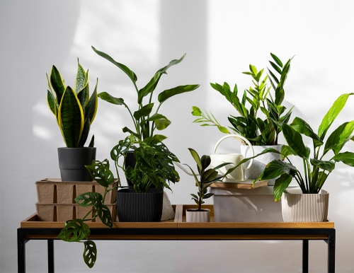 راهنمای نگهداری از گیاهان برای تازه‌کارها