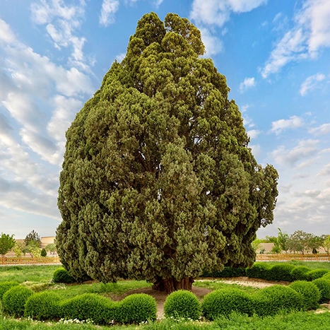 چند نکته درباره‌ی درخت سرو